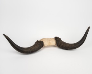 Vintage skull mount buffalo horns, ​​​​​​​77cm wide.