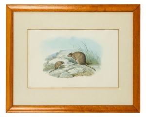 JOHN GOULD (1804-1881), Bettongia Fasciata (Brush-tailed Bettong), hand-coloured engraving, 34 x 54cm, 63 x 78cm overall.