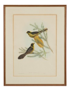 JOHN GOULD (1804-1881), Ptioltis Cassidix, hand-coloured engraving, 54 x 37cm, 71 x 55cm overall.