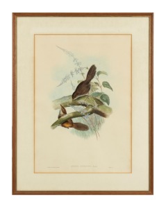 JOHN GOULD (1804-1881), Atrichia Rufescens, hand-coloured engraving, 54 x 37cm, 71 x 55cm overall.