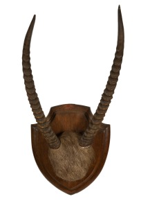Mounted antelope horns on shield shaped oak wall mount, early 20th century, ​​​​​​​78cm high, 38cm wide.