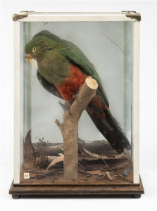 An antique taxidermy bird in a later vintage glass case, 39cm high.