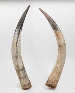 A pair of buffalo horns, 20th century, ​​​​​​​63cm long.