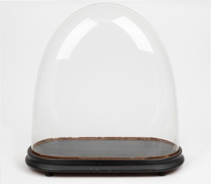 An antique French oval glass dome on ebonized timber base, 19th century, 40cm high overall, the dome internal measurements 35cm high, 35cm wide, 36cm deep.