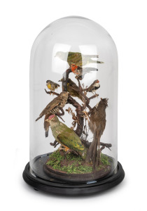 An antique taxidermy bird display under a later glass dome, 55cm high.