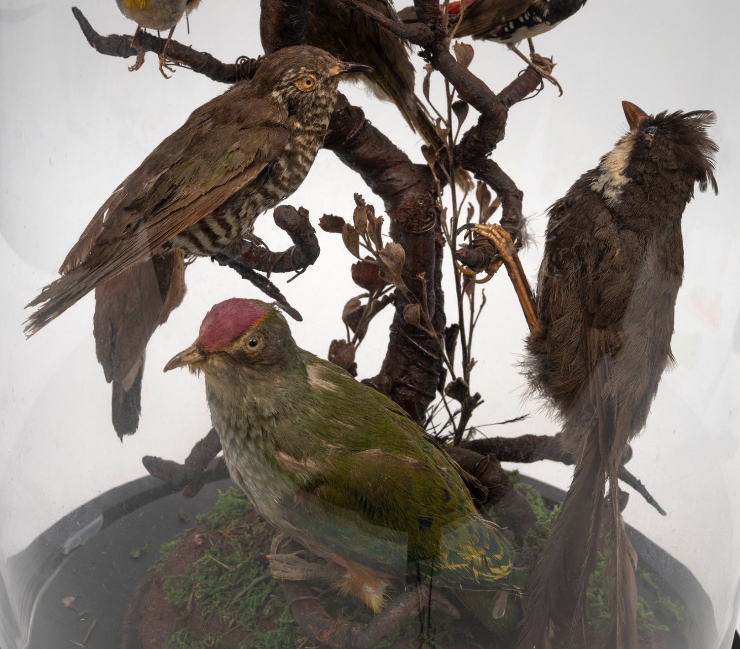 An antique taxidermy bird display under a later glass dome, 55cm high.