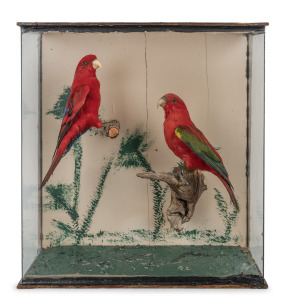 A taxidermied two bird display in later glass case, ​​​​​​​46cm high.