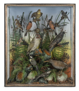 An antique English taxidermy display in original case, and bearing paper label "LEWIS HUTTON (From Ward's London) Naturalist, Plumasier & Furrier, 2 & 3 Broad Quay......Bristol", 19th century, 64cm high.