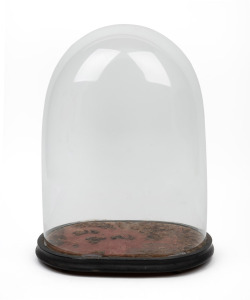 An antique French oval glass dome on an associated but period ebonized base, 46cm high overall, the dome internal measurements 42cm high, 31cm wide, 21cm deep.