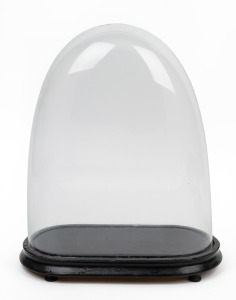 An antique French oval glass dome on ebonized timber base, 19th century, 41cm high overall, internal measurements of dome 38cm high, 31cm wide, 13.5cm deep.