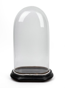 An antique French glass dome on (ill-fitting) ebonized timber base, 19th century, 57cm high overall, internal measurements of dome 50cm high, 27.5cm wide, 17.5cm deep.