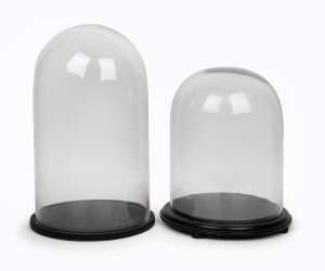 Two vintage circular glass domes on ebonized timber bases, 20th century, 52cm and 41cm high.