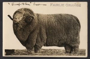 POSTCARDS: WOOL: "Sang-Bleu" merino, bred at Fairlie Grange Stud, near Jerilderie, NSW, circa 1920; silver gelatin print RP postcard, Unused.