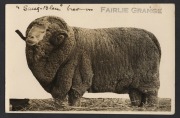 POSTCARDS: WOOL: "Sang-Bleu" merino, bred at Fairlie Grange Stud, near Jerilderie, NSW, circa 1920; silver gelatin print RP postcard, Unused.