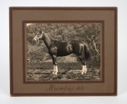 THE SADDLE USED BY DANNY MAHER WHEN HE RODE THE WINNERS OF THREE ENGLISH DERBYS: ROCK SAND in 1903, CICERO in 1905, and SPEARMINT in 1906, as well as numerous other races Maher rode for King Edward VII, however the king's horses were raced under the name - 11