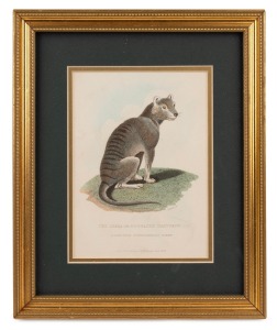 Thylacine, Tasmanian Tiger, THE ZEBRA OR DOG-FACED DASYURUS (DIDELPHIS CYNOCEPHALIA HARRIS) published by G.B. Whittaker [London], June 1825, 17.5 x 12.5cm, 28 x 23cm overall.