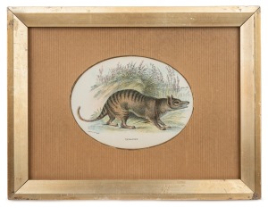 THYLACINE (Tasmanian Tiger), antique coloured engraving in later gilt frame, 19th century, 24 x 31cm overall.