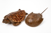 A taxidermied sea turtle and horseshoe crab, mid 20th century, (2 items), 33cm and 36cm long.