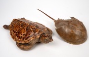 A taxidermied sea turtle and horseshoe crab, mid 20th century, (2 items), 33cm and 36cm long. - 2