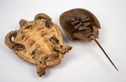 A taxidermied sea turtle and horseshoe crab, mid 20th century, (2 items), 33cm and 36cm long. - 3