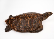 An antique taxidermied sea turtle, 19th/20th century, 50cm long overall