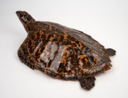 An antique taxidermied sea turtle, 19th/20th century, 50cm long overall - 2