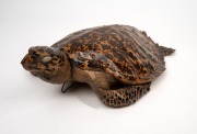 An antique taxidermied sea turtle, 19th/20th century, 50cm long overall - 3