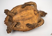 An antique taxidermied sea turtle, 19th/20th century, 50cm long overall - 4