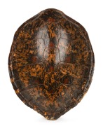 An antique sea turtle shell, 19th/20th century, ​​​​​​​75 x 61cm