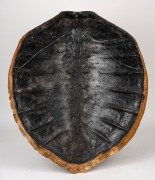 An antique sea turtle shell, 19th/20th century, ​​​​​​​75 x 61cm - 2