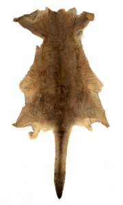 A vintage kangaroo skin rug of impressive proportions, 230cm long overall.