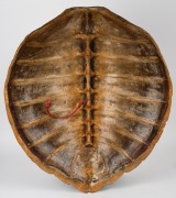 An impressive antique sea turtle carapace, 19th/20th century, 81 x 70cm overall. - 2