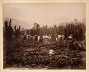 PHOTOGRAPHS OF TASMANIA by J.W. BEATTIE housed in an attractive album with gilt title to the cover, containing 23 albumen prints affixed to pages with hand-written notations and printed captions, images mainly 21 x 26.5 cm. - 6