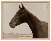 A MAGNIFICENT SOLID GOLD HORSE RACING TROPHY - "BREEDER'S PLATE", S.R.P.T.C., DENILIQUIN, December 1951. A superb classical-style two handled cup in 18ct yellow gold (758gm), awarded to Mrs. A.J. Webb's "BUCKULANA", ridden by jockey K. McMahon, as engrave - 8
