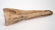 A scrimshaw dolphin jawbone adorned with female portrait in "flapper" art deco costume, circa 1930s, ​​​​​​​37cm long. - 3