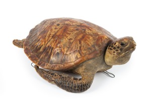 An antique taxidermied sea turtle, traditionally stuffed and wired for wall mount, 19th/20th century, 58cm long.