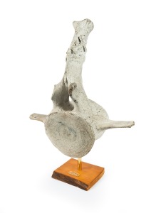 A whalebone vertebrae specimen, drilled and mounted on custom made huon pine stand, 19th/20th century, the specimen 58cm high, 53cm wide, 31cm deep.