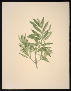 SYDNEY PARKINSON - FLORILEGIUM: Group of twenty-four 1980s reproduction plates in titled window mounts by Alecto Historical Editions, comprising twenty-four of Parkinson's 1770s botanical illustrations (plate numbers 139, 147, 148, 195, 200, 202, 205, 206