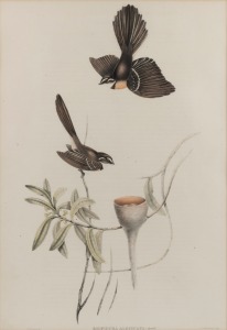 JOHN GOULD (1804-1881), Rhipidura Albiscapa (White-Shafted Fantail), hand-coloured engraving, with descriptive page verso, ​​​​​​​50 x 35cm, 68 x 53cm overall.