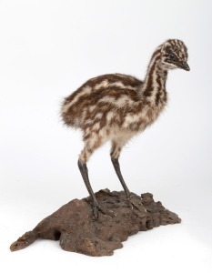 A taxidermy emu chick, mounted on a mulga wood base, early to mid 20th century, 33cm high, overall.