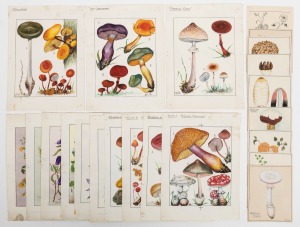 MALCOLM HOWIE: A range of twenty-two original 1930s watercolours, mostly of local fungi, the largest 23.5 x 17cm. Very few of Howie's original fungi illustrations have survived, of which the University of Melbourne Herbarium is known to possess eighty.