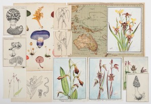 BOTANICALS: A range of twelve original 1930s artworks, mostly watercolours, the largest 20 x 14cm, artists represented include J.H. Willis and W.H.N., together with Czech map of Oceania.