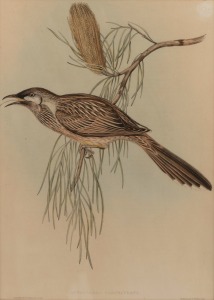 JOHN GOULD (1804-1881), Anthocilera Carunculata (Red Wattle Bird), hand-coloured engraving, 46 x 3cm, 60x 48cm overall.