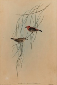 JOHN GOULD (1804-1881), Myzomela Sanguinolenta (Scarlet Honeyeater), hand-coloured engraving, 46 x 31cm, 61x 46cm overall.