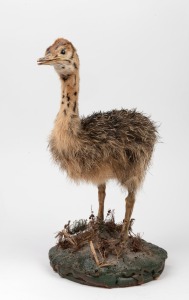 A taxidermied baby emu, ​​​​​​​37cm high