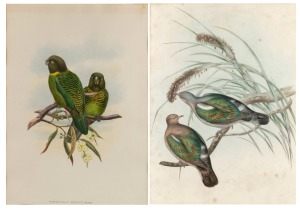 JOHN GOULD (1804-1881), I.) Psittacella Brehmii (Brehm's Tiger Parrot), II.) Chalcophaps Chrysochloris (Pacific Emerald Dove), antique hand-coloured engravings, 50 x 35cm, 73 x 58cm each overall.