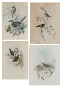 JOHN GOULD (1804-1881), four antique hand-coloured ornithological engravings, approximately 77 x 62cm each overall.