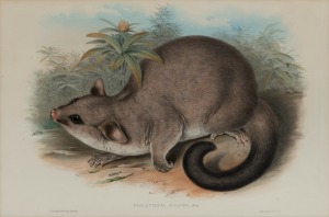 JOHN GOULD (1804-1881), Phalangista Rulpina (Brushtail Possum), hand-coloured engraving, 35 x 53cm, 63 x 78cm overall.