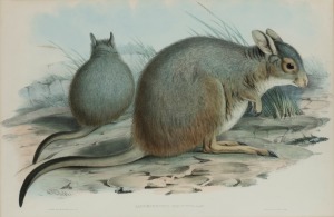 JOHN GOULD (1804-1881), Laorchestes Hirstutus (Rufous Hare Kangaroo), hand-coloured engraving, descriptive page verso, 35 x 53cm, 63 x 78cm overall.
