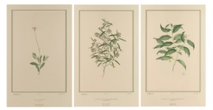 Three Australian hand-coloured botanical engravings, ​​​​​​​attractively framed and mounted, 86 x 76cm each overall.
